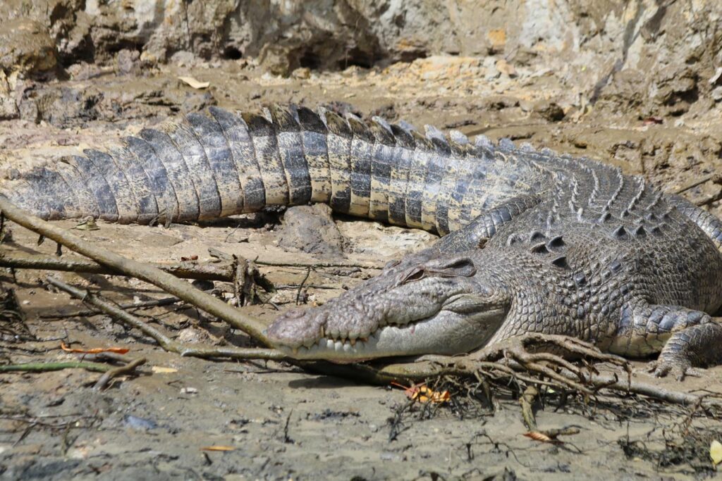 Krokotiili, Australia