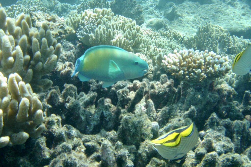 Great Barrier Reef of North Queensland, Australia