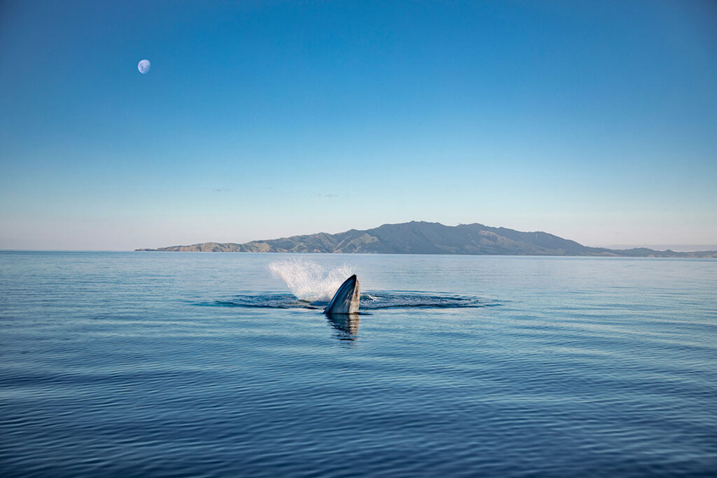Bowhead whale, Auckland, New Zealand