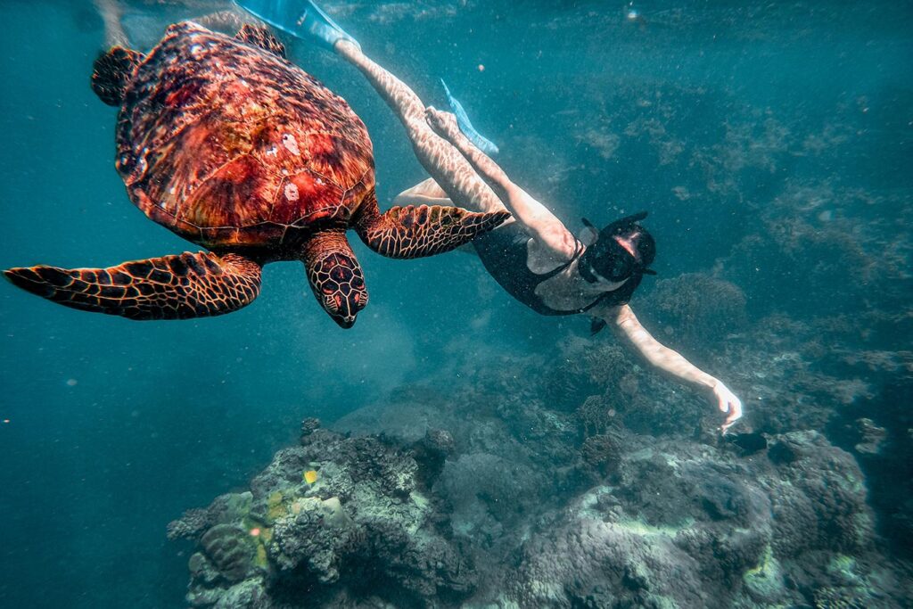 Sea turtle, Cook Islands