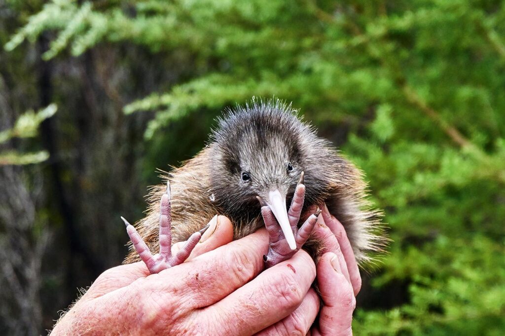 Kiwi Bird, Rotorua, New Zealand